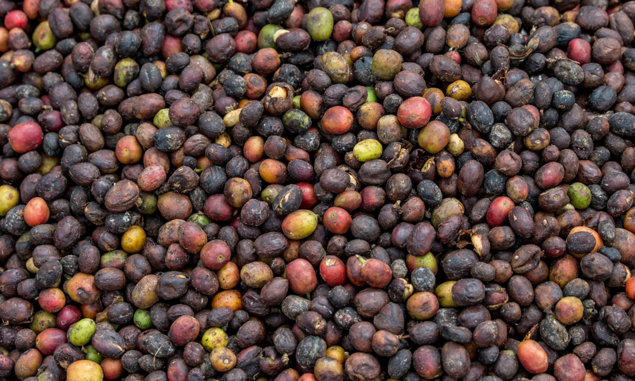 What is ‘Specialty Coffee’?