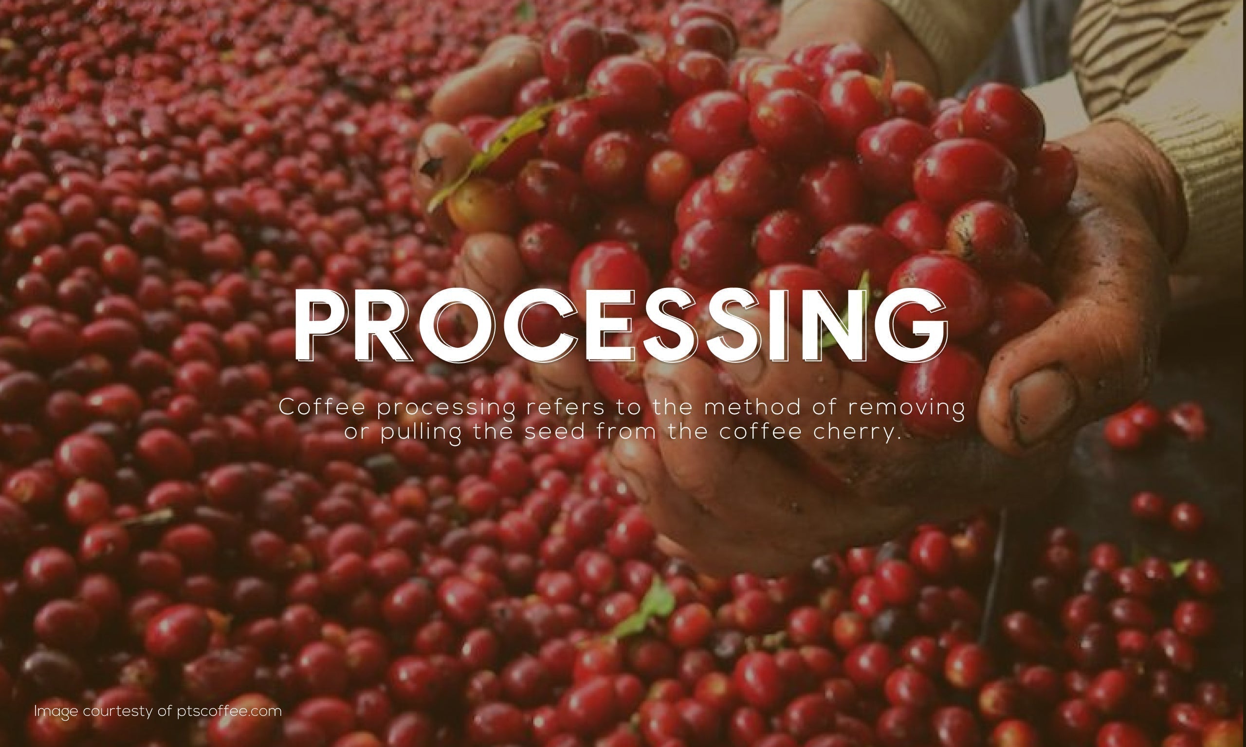Coffee Processing 101: From Cherry to Coffee Bean — Plus 3 New Trending Processing Methods to Watch Out For
